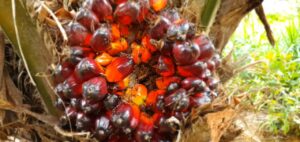 Imagem mostra o cacho de dendê. O fruto tem tom vermelho - alaranjado