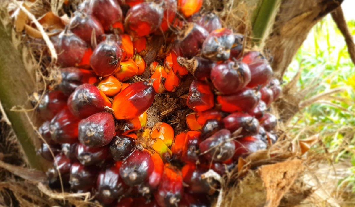 Imagem mostra o cacho de dendê. O fruto tem tom vermelho - alaranjado